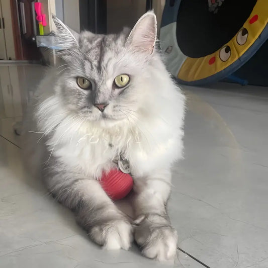 Juguetes para animales